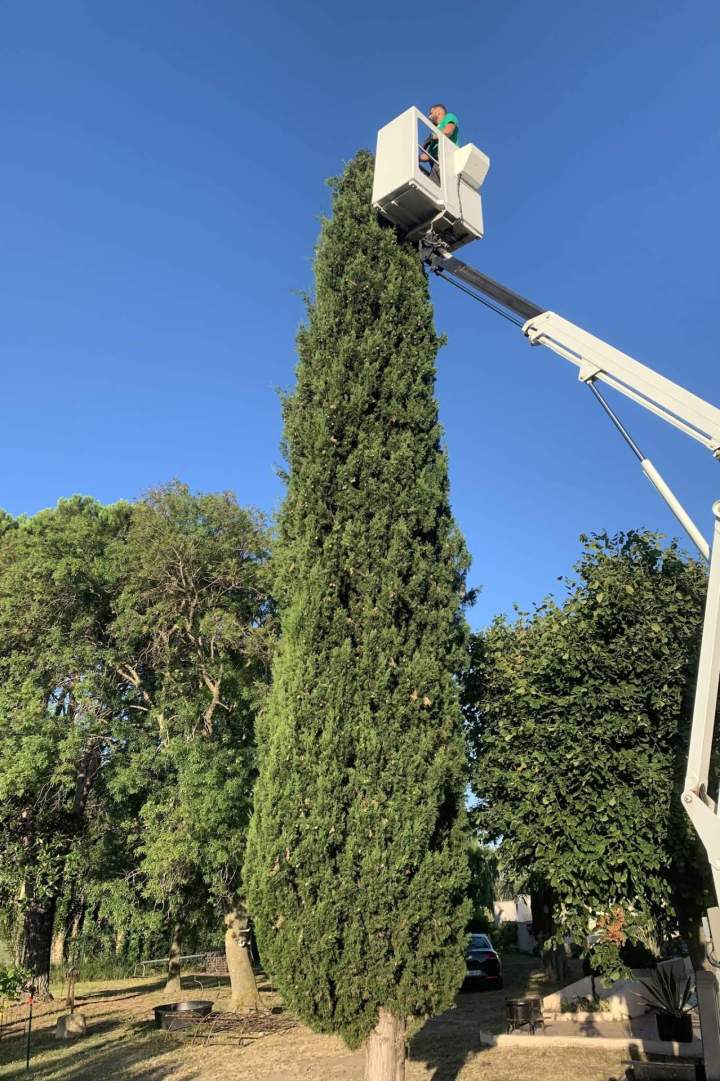 Etêtage d'arbre en hauteur Arles