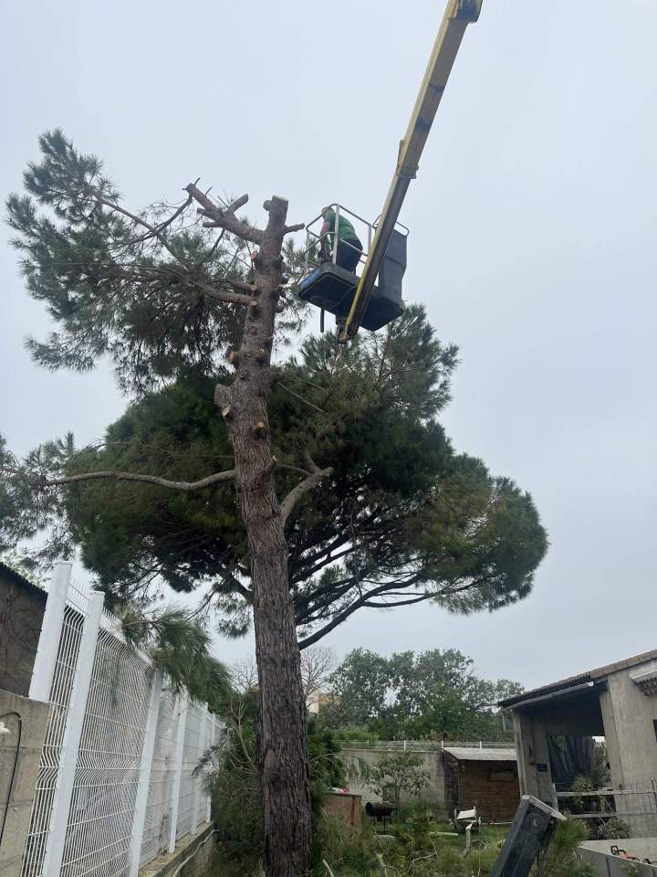 Elagage d'arbres Arles