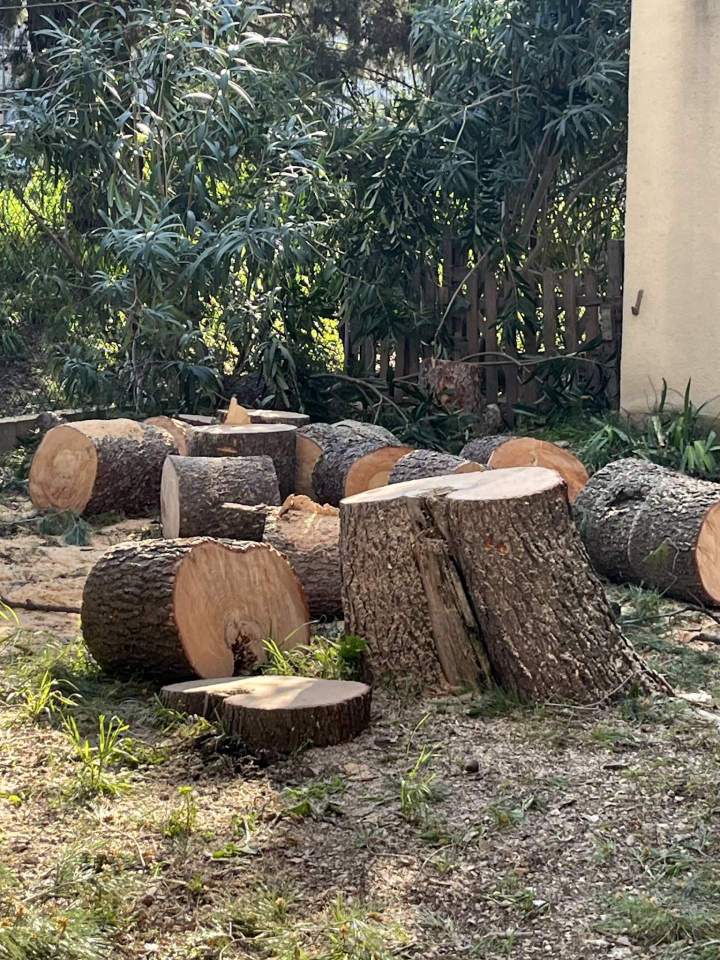 Abattage d'arbres matures Arles