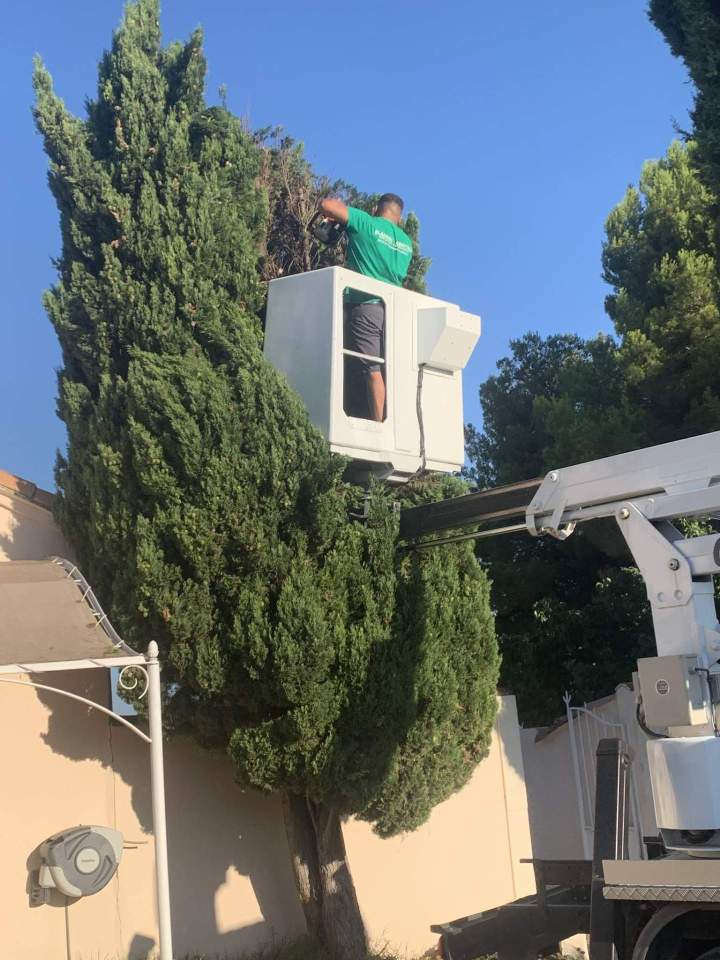 Taille de haie en hauteur Arles