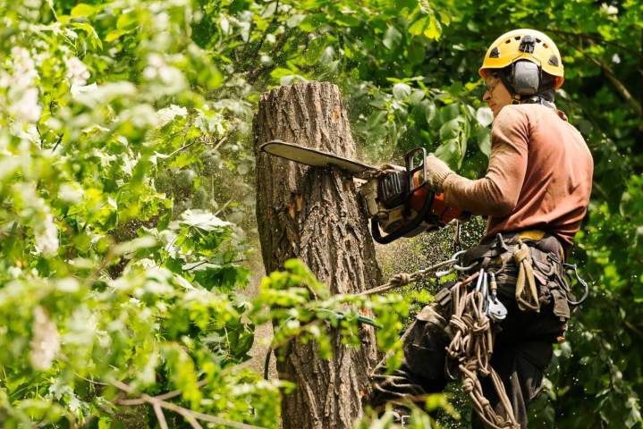 Interventions sécurisées sur arbres