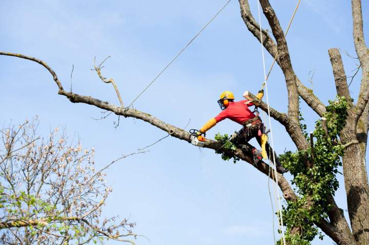 Entretien d'arbres Istres