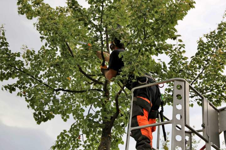 Étêtage arbre Arles
